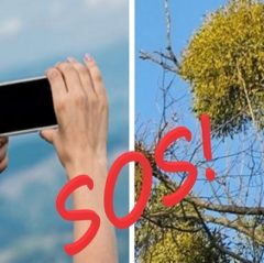 Проєкт «SOS: Омела! Збережемо зелені насадження Києва» без кордонів