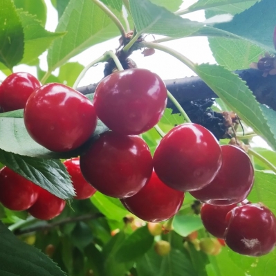 Сад Перемоги Київської МАН. Черешня